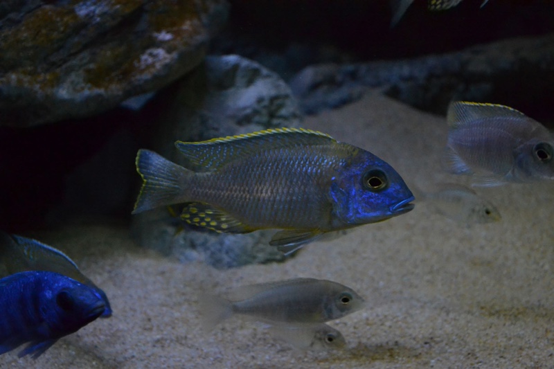 Tramitichromis sp. 'orange top' Lumbira